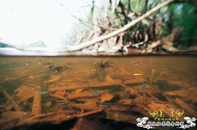 [分享] ADA掌舵人-天野尚先生原始水域水下的拍摄图片