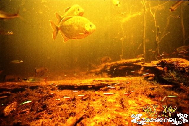 [分享] ADA掌舵人-天野尚先生原始水域水下的拍摄图片