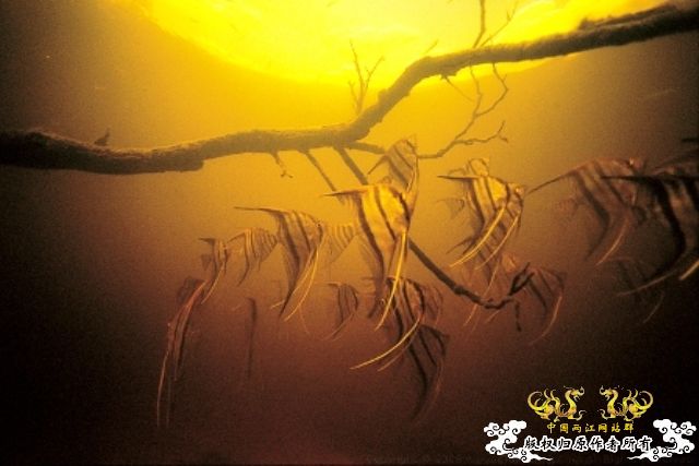 [分享] ADA掌舵人-天野尚先生原始水域水下的拍摄图片