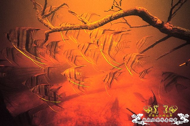 [分享] ADA掌舵人-天野尚先生原始水域水下的拍摄图片