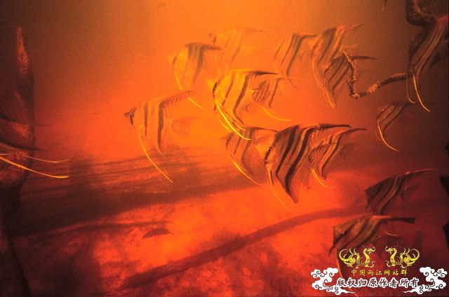 [分享] ADA掌舵人-天野尚先生原始水域水下的拍摄图片