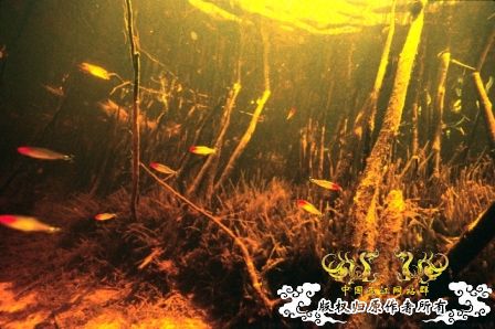 [分享] ADA掌舵人-天野尚先生原始水域水下的拍摄图片