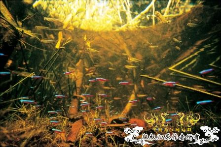 [分享] ADA掌舵人-天野尚先生原始水域水下的拍摄图片