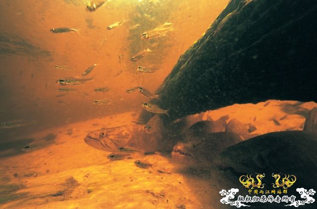 [分享] ADA掌舵人-天野尚先生原始水域水下的拍摄图片