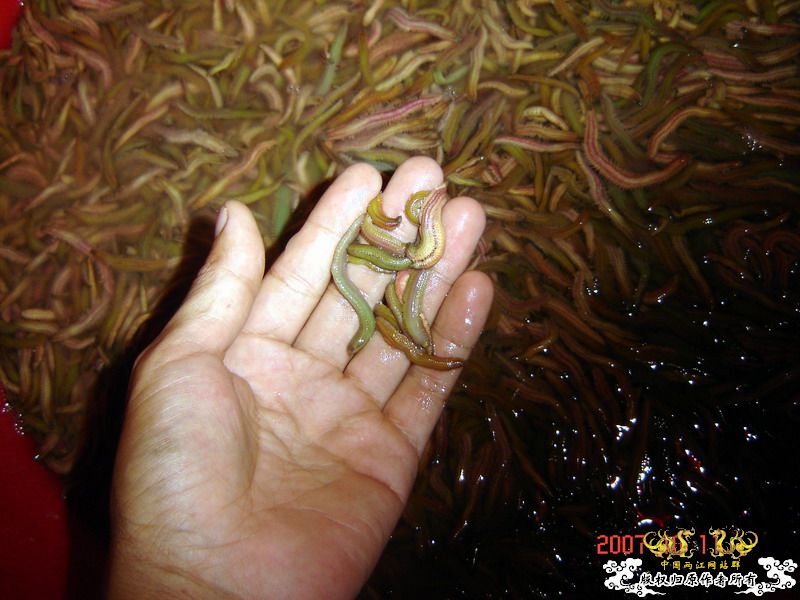 巨型蠕虫惊现英国水族馆 袭击珊瑚虫
