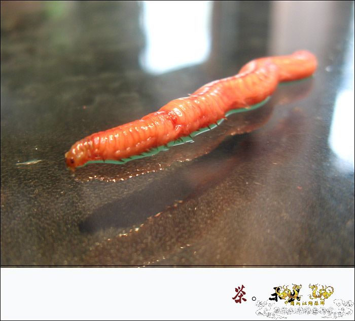 巨型蠕虫惊现英国水族馆 袭击珊瑚虫