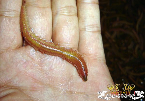 巨型蠕虫惊现英国水族馆 袭击珊瑚虫
