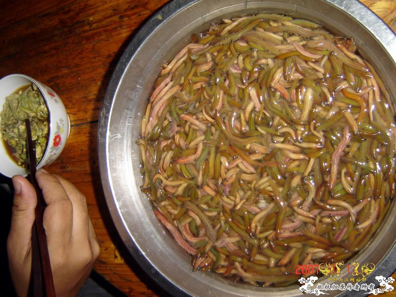 巨型蠕虫惊现英国水族馆 袭击珊瑚虫