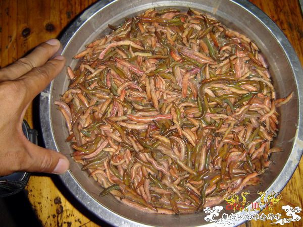 巨型蠕虫惊现英国水族馆 袭击珊瑚虫