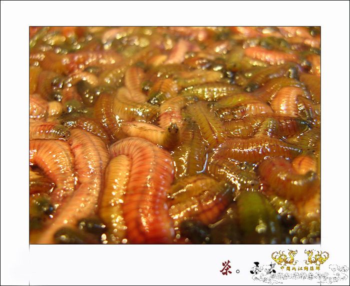 巨型蠕虫惊现英国水族馆 袭击珊瑚虫