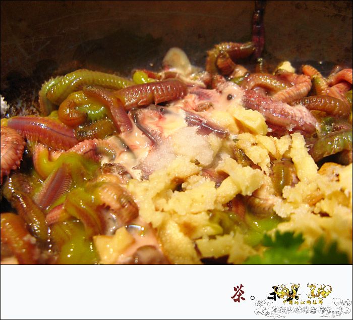 巨型蠕虫惊现英国水族馆 袭击珊瑚虫