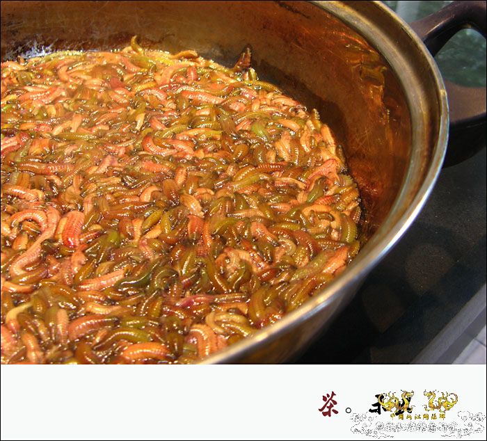 巨型蠕虫惊现英国水族馆 袭击珊瑚虫