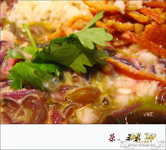 巨型蠕虫惊现英国水族馆 袭击珊瑚虫