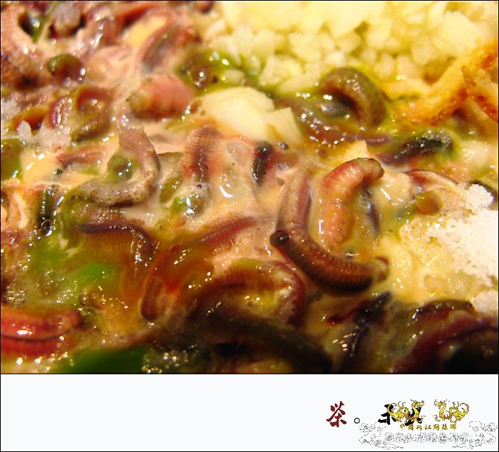 巨型蠕虫惊现英国水族馆 袭击珊瑚虫