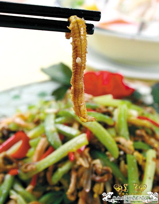 巨型蠕虫惊现英国水族馆 袭击珊瑚虫