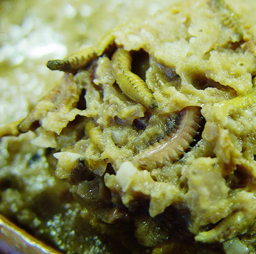 巨型蠕虫惊现英国水族馆 袭击珊瑚虫