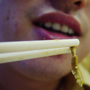 巨型蠕虫惊现英国水族馆 袭击珊瑚虫