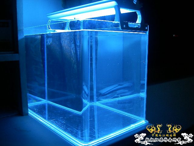 这是什么呀，有养的价值吗，求教