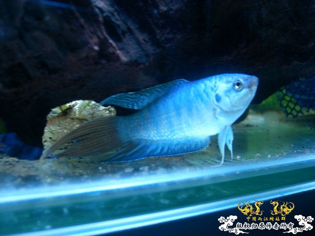 这是什么呀，有养的价值吗，求教