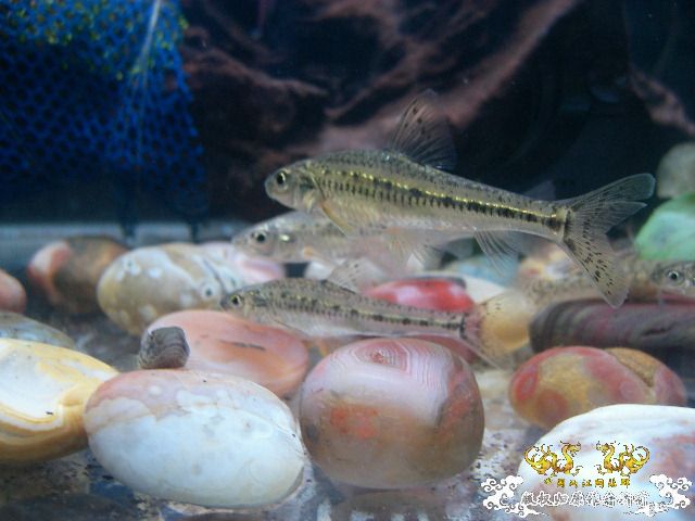 这是什么呀，有养的价值吗，求教