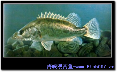 一些常见的鳜鱼
