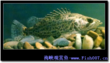 一些常见的鳜鱼