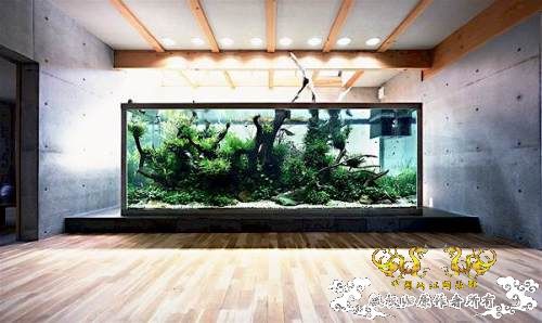 [转帖]天野尚的草缸造景技巧——巨无霸缸建缸过程