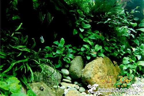 [转帖]天野尚的草缸造景技巧——巨无霸缸建缸过程