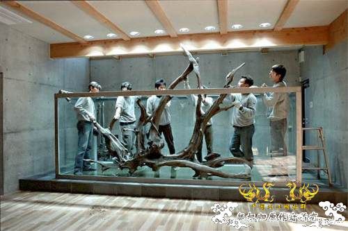 [转帖]天野尚的草缸造景技巧——巨无霸缸建缸过程