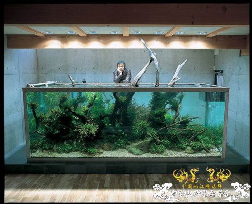 [转帖]天野尚的草缸造景技巧——巨无霸缸建缸过程