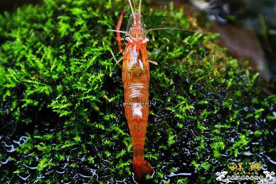 关键词：【黑 红 黄】