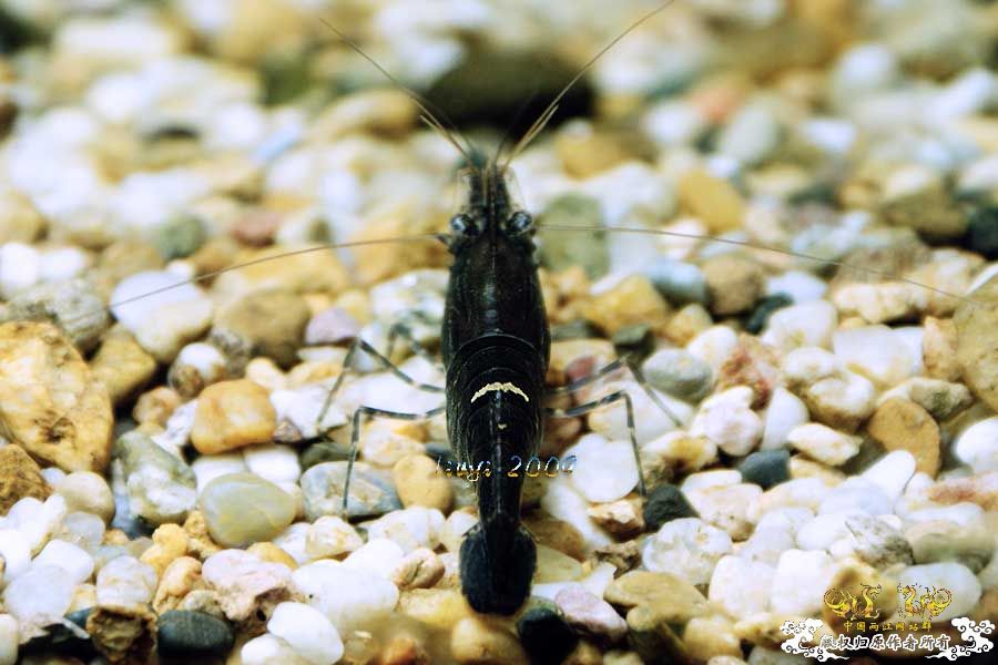 关键词：【黑 红 黄】