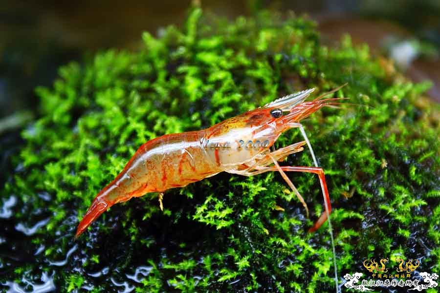 关键词：【黑 红 黄】