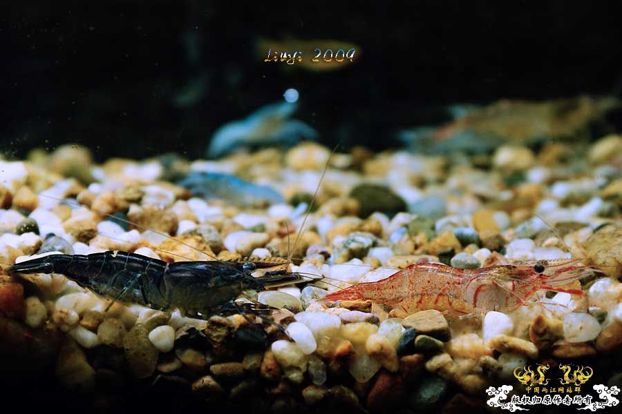 关键词：【黑 红 黄】