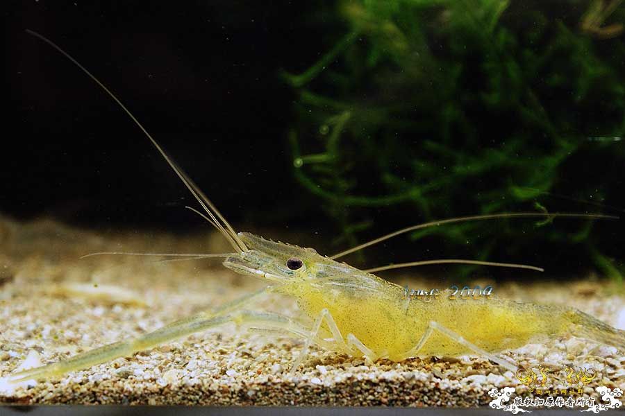 关键词：【黑 红 黄】