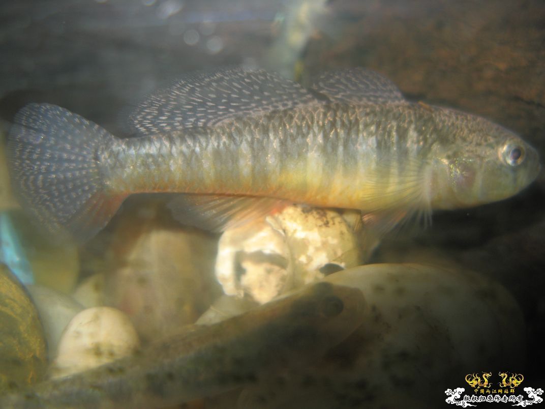 [原创]平凡的鱼