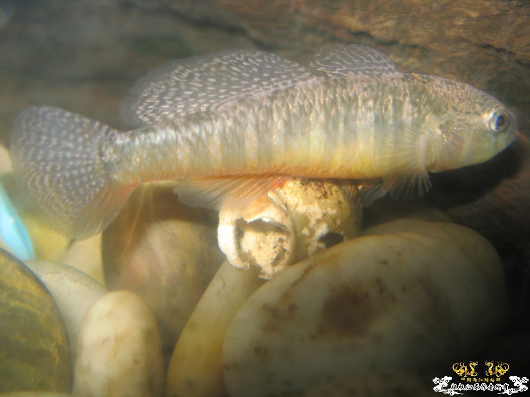 [原创]平凡的鱼