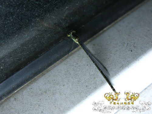水蜻蜓的蜕变