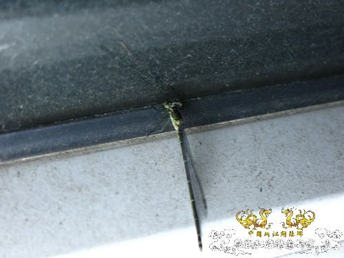 水蜻蜓的蜕变
