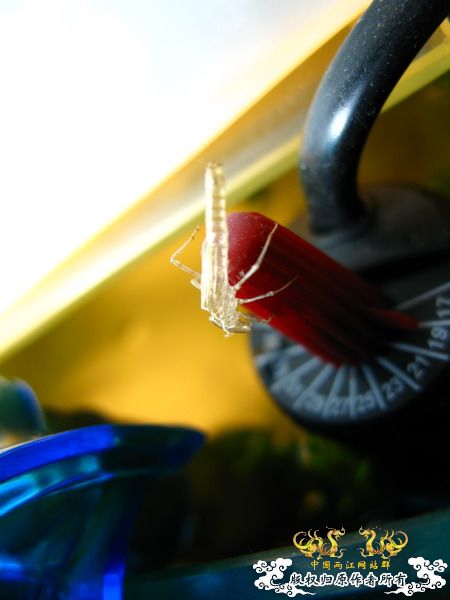 水蜻蜓的蜕变