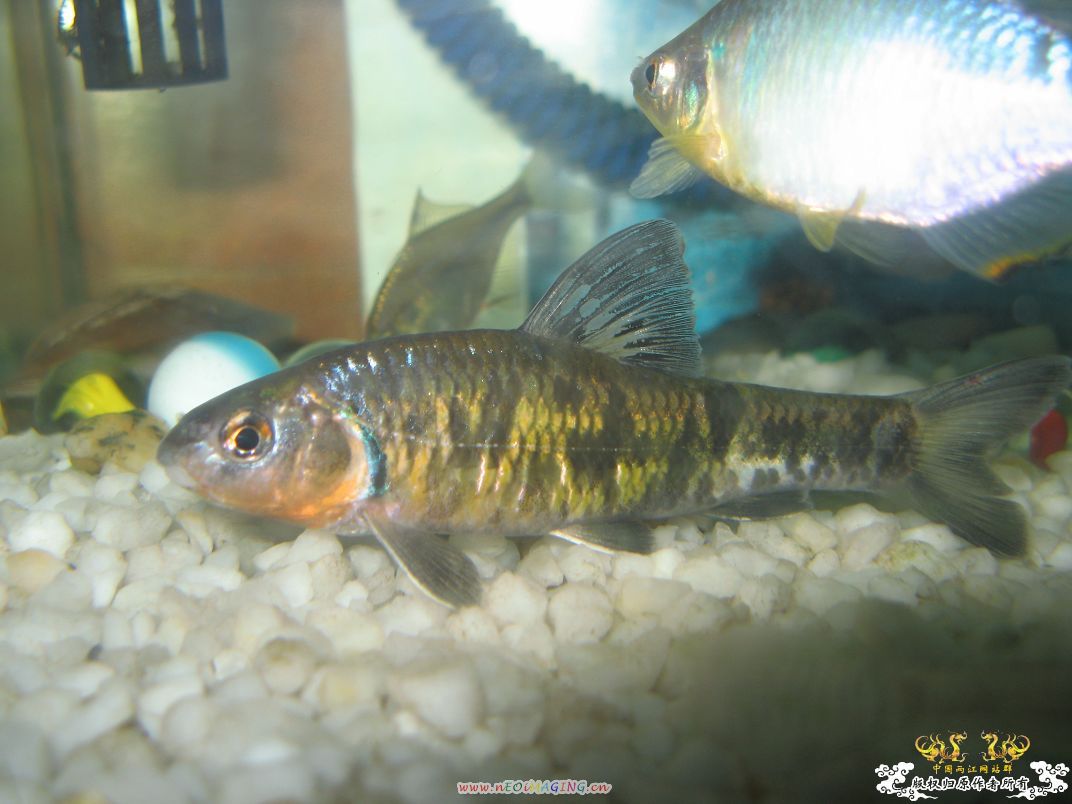 [原创]平凡的鱼