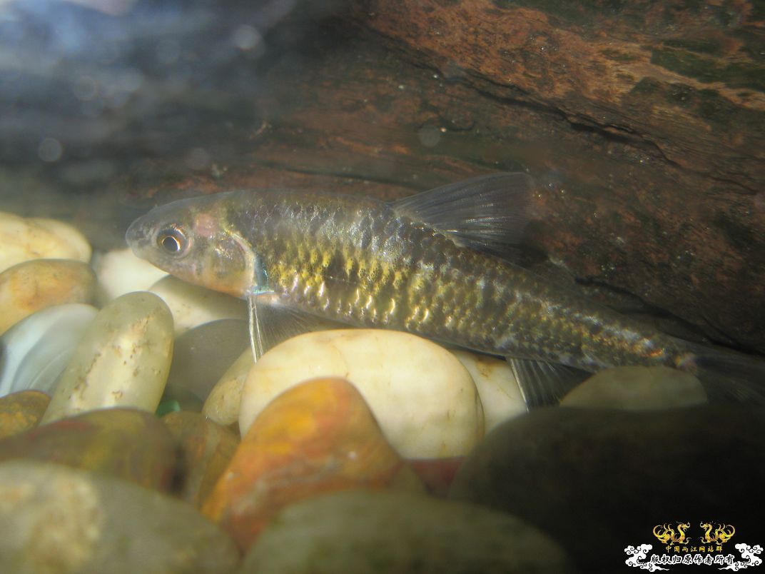 [原创]平凡的鱼