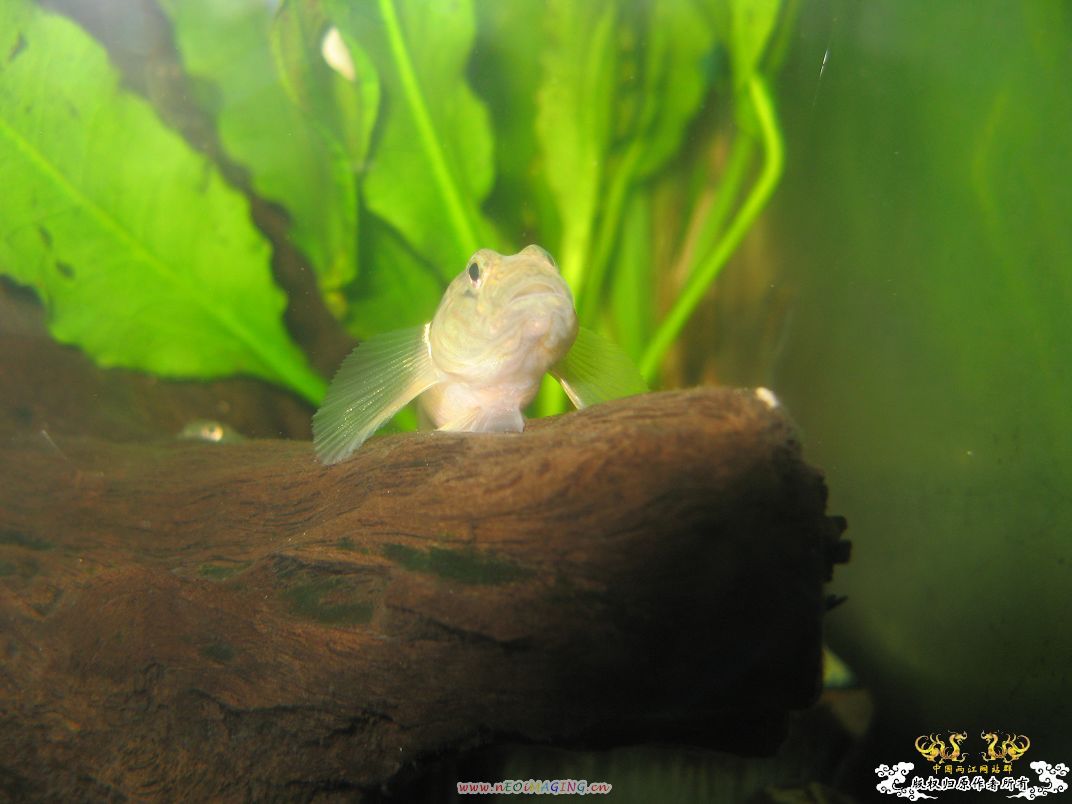 [原创]平凡的鱼