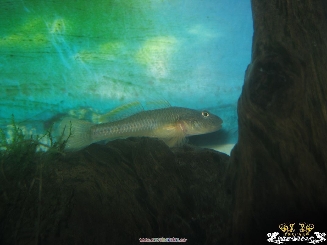 [原创]平凡的鱼