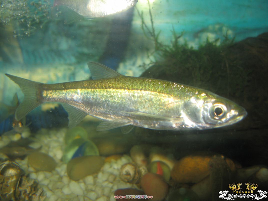 [原创]平凡的鱼