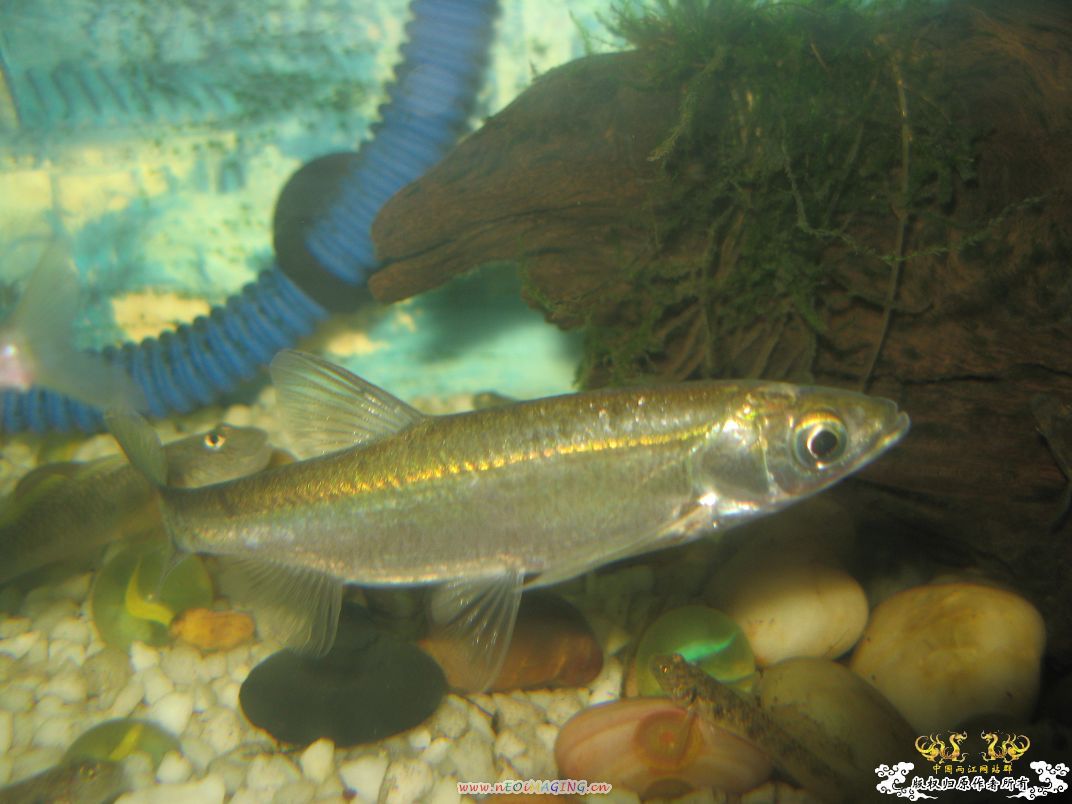 [原创]平凡的鱼