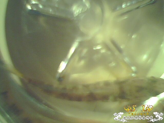 虾虎能与斗鱼混养么？