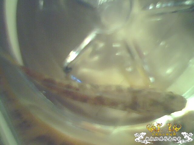 虾虎能与斗鱼混养么？