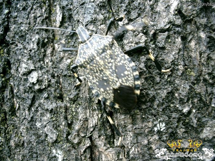 春天—长鼻蜡蝉、竹蜂、螳螂和蝽