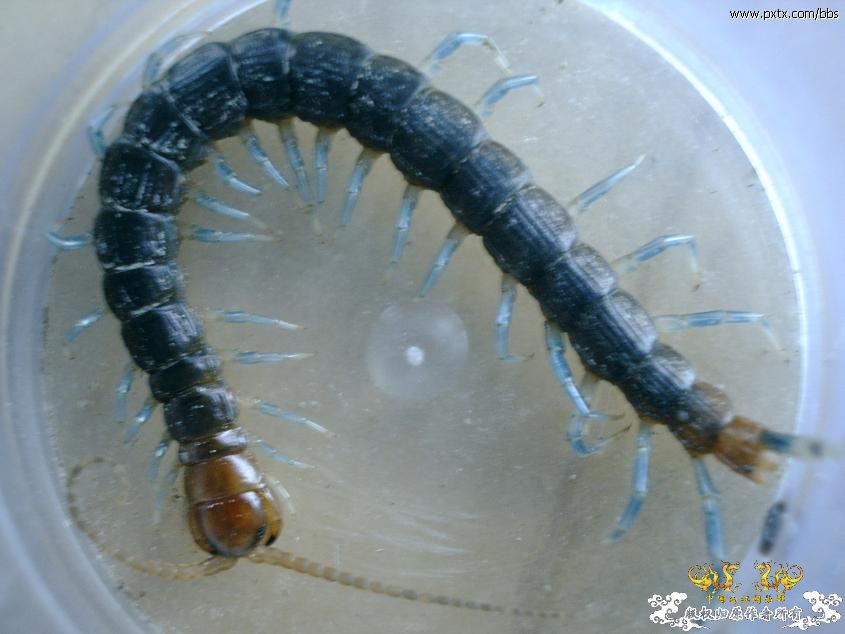 糙耳孔蜈蚣和某蚰蜒 糙耳孔蜈蚣和某蚰蜒